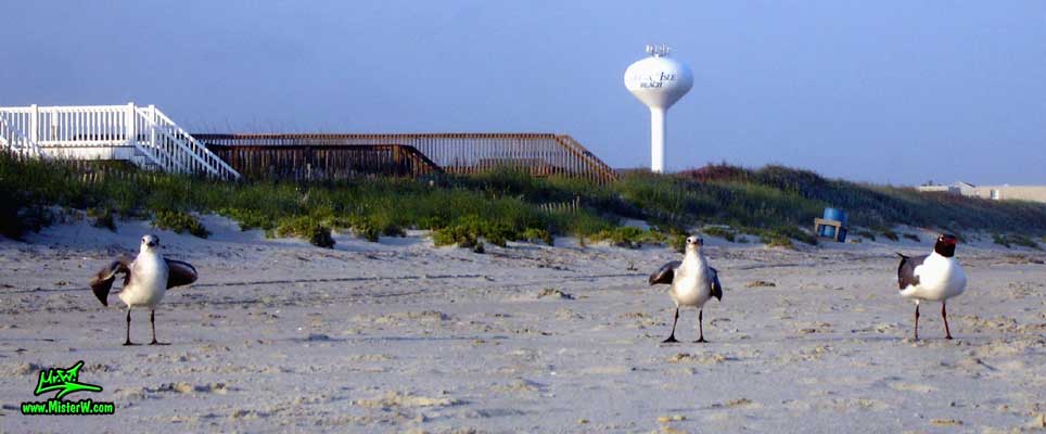 Photo of three Seagulls hanging out at Ocean Isle Beach, North Carolina 3 Ocean Isle Beach Seagulls