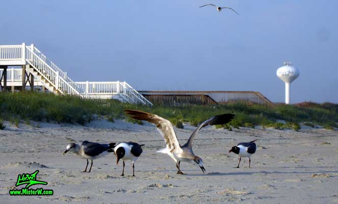 Photo of four Seagulls at Ocean Isle Beach, North Carolina 4 Ocean Isle Beach Seagulls
