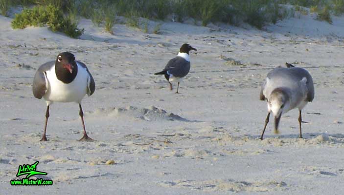 Photo of Seagulls chillin out at Ocean Isle Beach, North Carolina Seagulls Chillin at the Beach