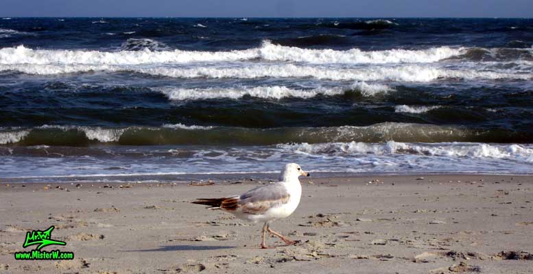 Photo of a Seagull walking down the beach & enjoying the surf Seagull Bird On The Beach