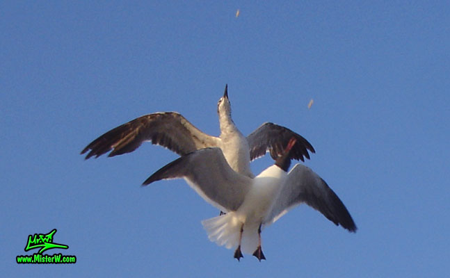 Photo of 2 Seagulls catching pasta in the air Seagulls Love Pasta