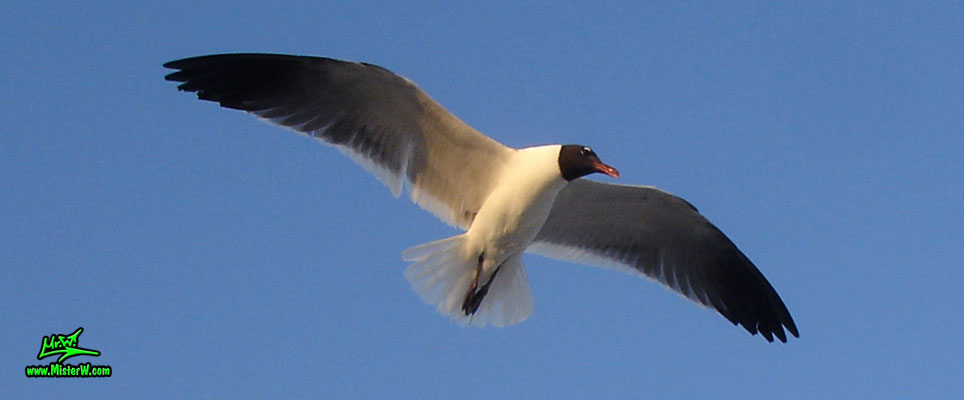 Photo of a Seagull bird flying in the air Hovering Seagull