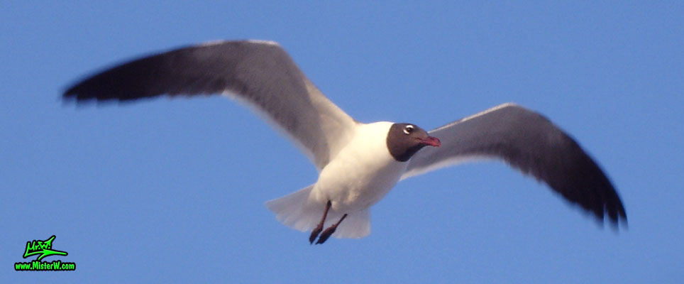 Photo of a Seagull flying above me Seagull In The Air