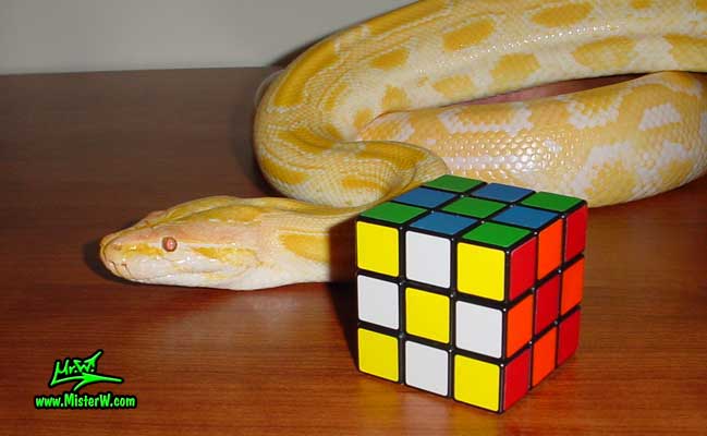 Burmese Python Snake - Photography by Mr.W.