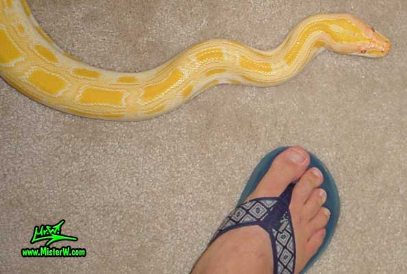 Burmese Python Snake - Photography by Mr.W.