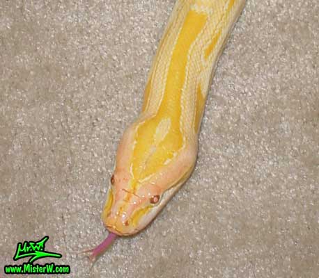 Close up of Del the Albino Burmese Python snakes head Burmese Python