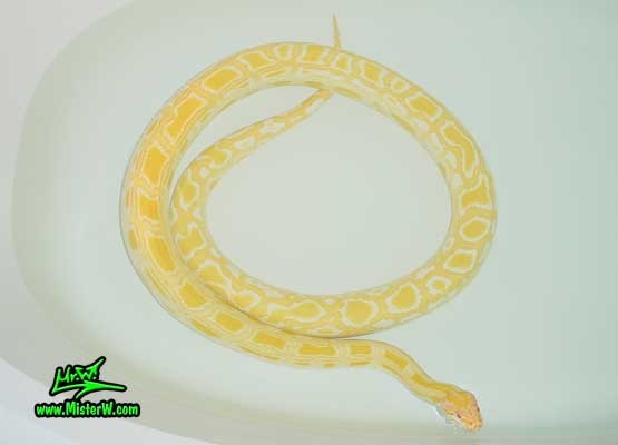 Burmese Python Snake - Photography by Mr.W.