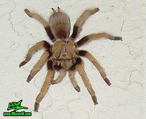 Tarantula - Photography by Mr.W.