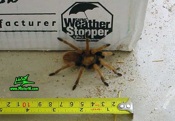 Tarantula - Photography by Mr.W.