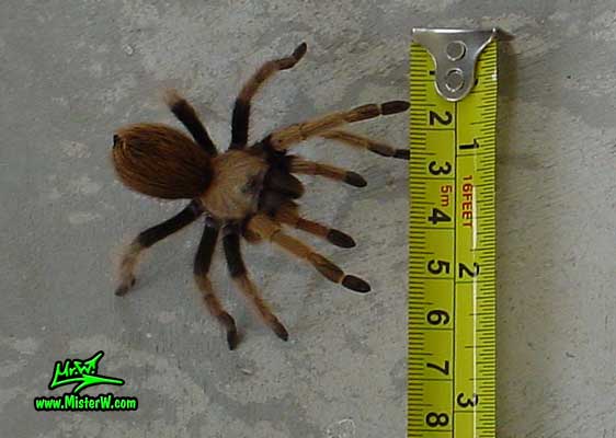 Tarantula - Photography by Mr.W.