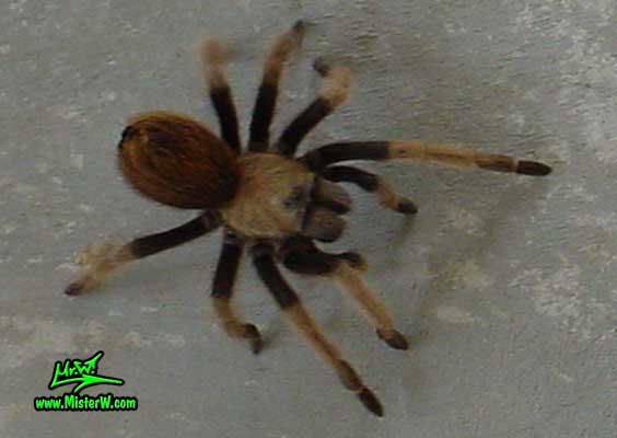 Photo of a mad Arizona Blond Tarantula in Wickenburg, Arizona Mad Arizona Blond Tarantula