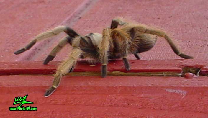 Photo of a Arizona Blond Tarantula on a hot tub in Wickenburg, Arizona Brown Tarantula