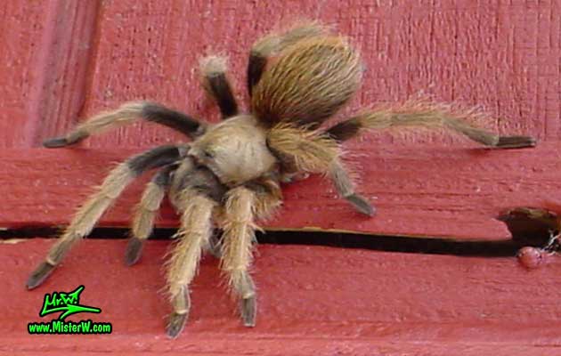 Photo of a Arizona Blond Tarantula looking at me in Wickenburg, Arizona Arizona Brown Tarantula Posing