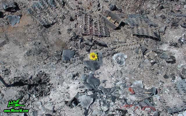 Burning Man - Photography by Mr.W.