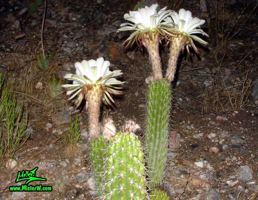 Photo of a blooming Golden Torch Cereus cacti in Arizona  Blooming Golden Torch Cereus Cacti