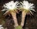 Golden Torch Cereus - Echinopsis spachiana - Photography by Mr.W.