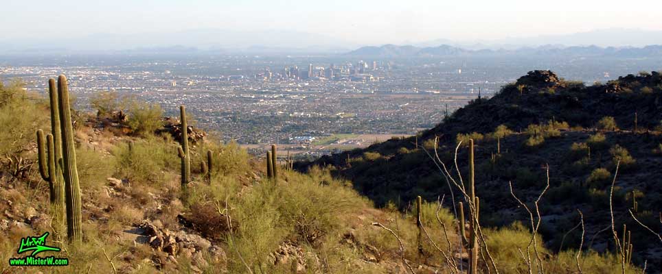 Photo of Saguaros & Downtown Phoenix, taken from the South Mountain Park in August 2007 Phoenix & Saguaro Cacti from the South Mountain Park